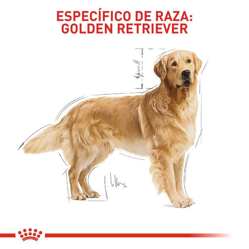 que comida es mejor para los golden retrievers